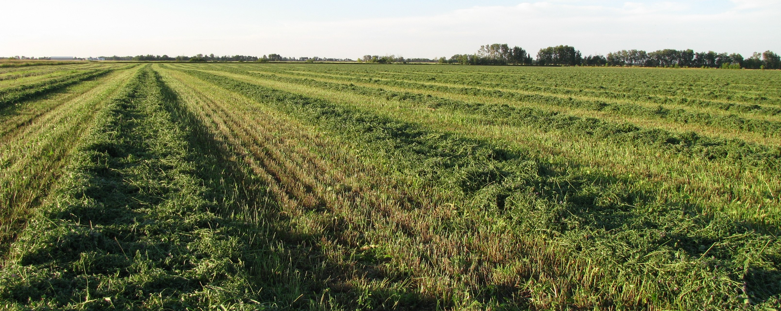 Crop Forage