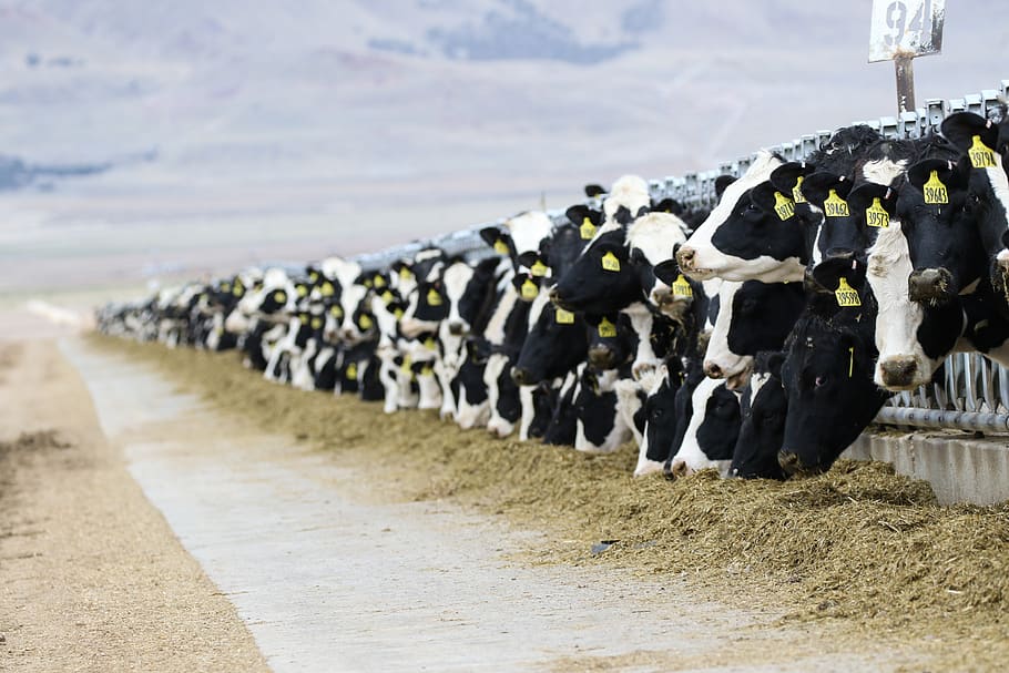 cattle companies
