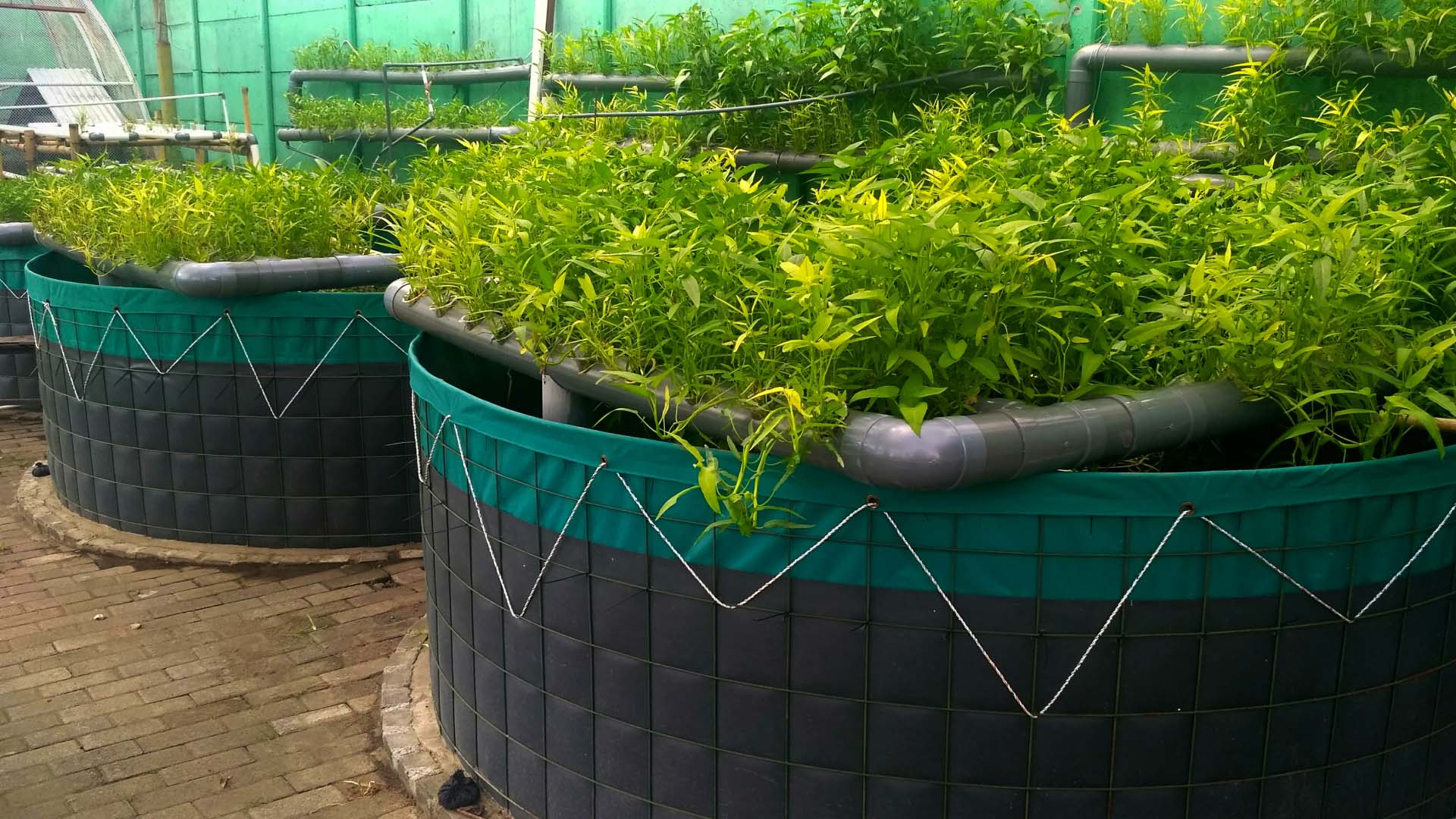 aquaponics system