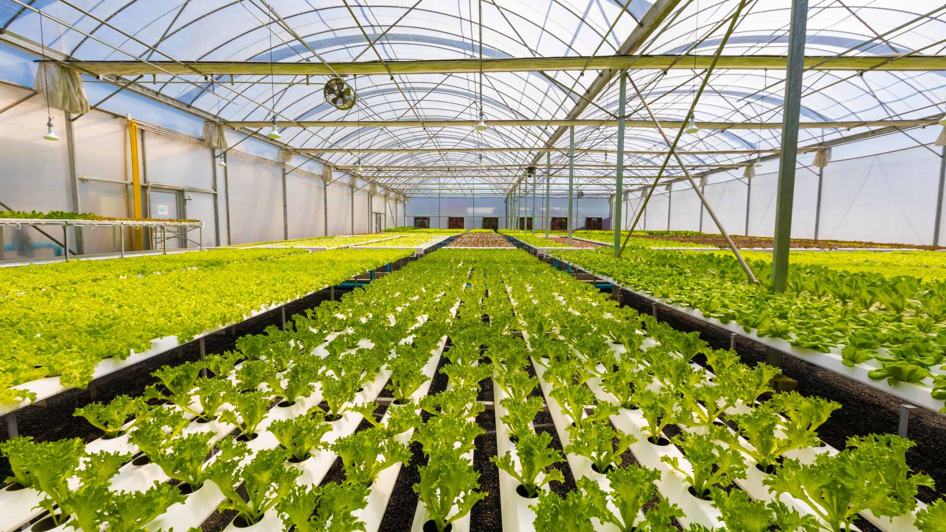 aquaponics and hydroponics system