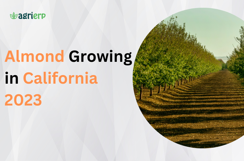 Almond Growing in California Landscape 2023 Trends and Challenges