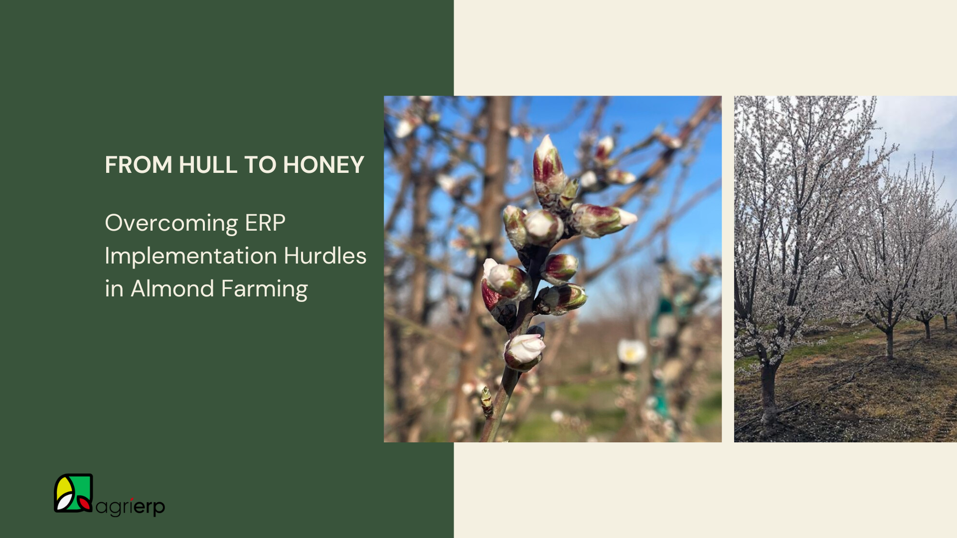almond farming