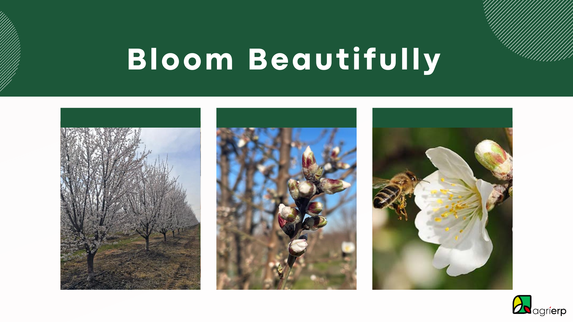 improve almond pollination