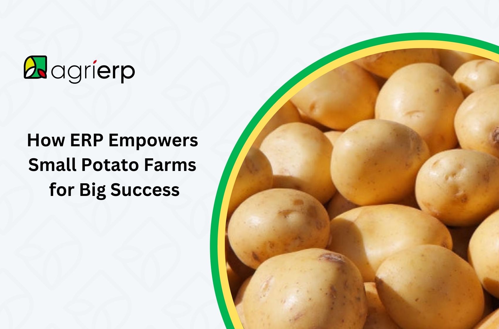 potato farming