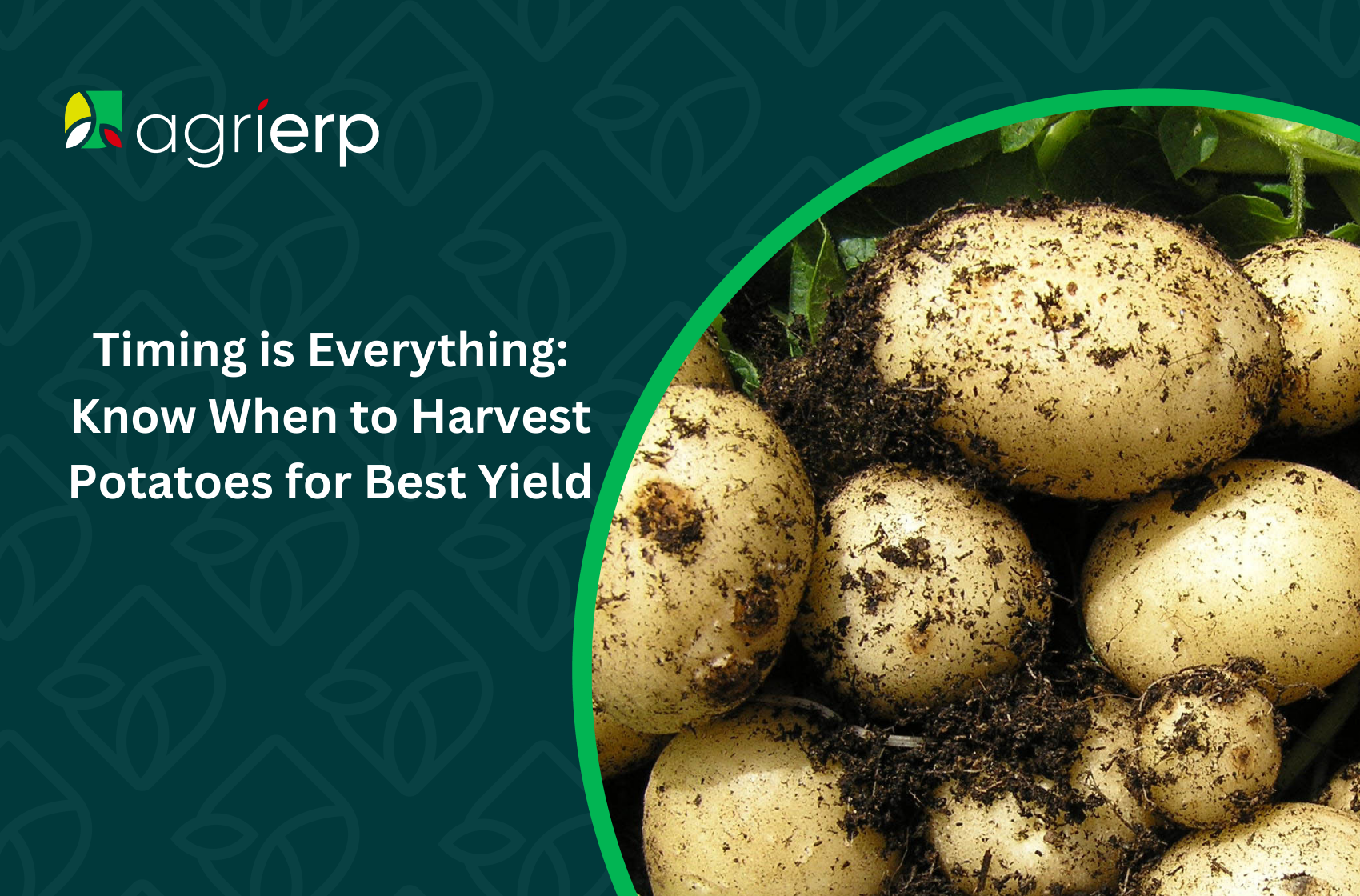 When to harvest potatoes