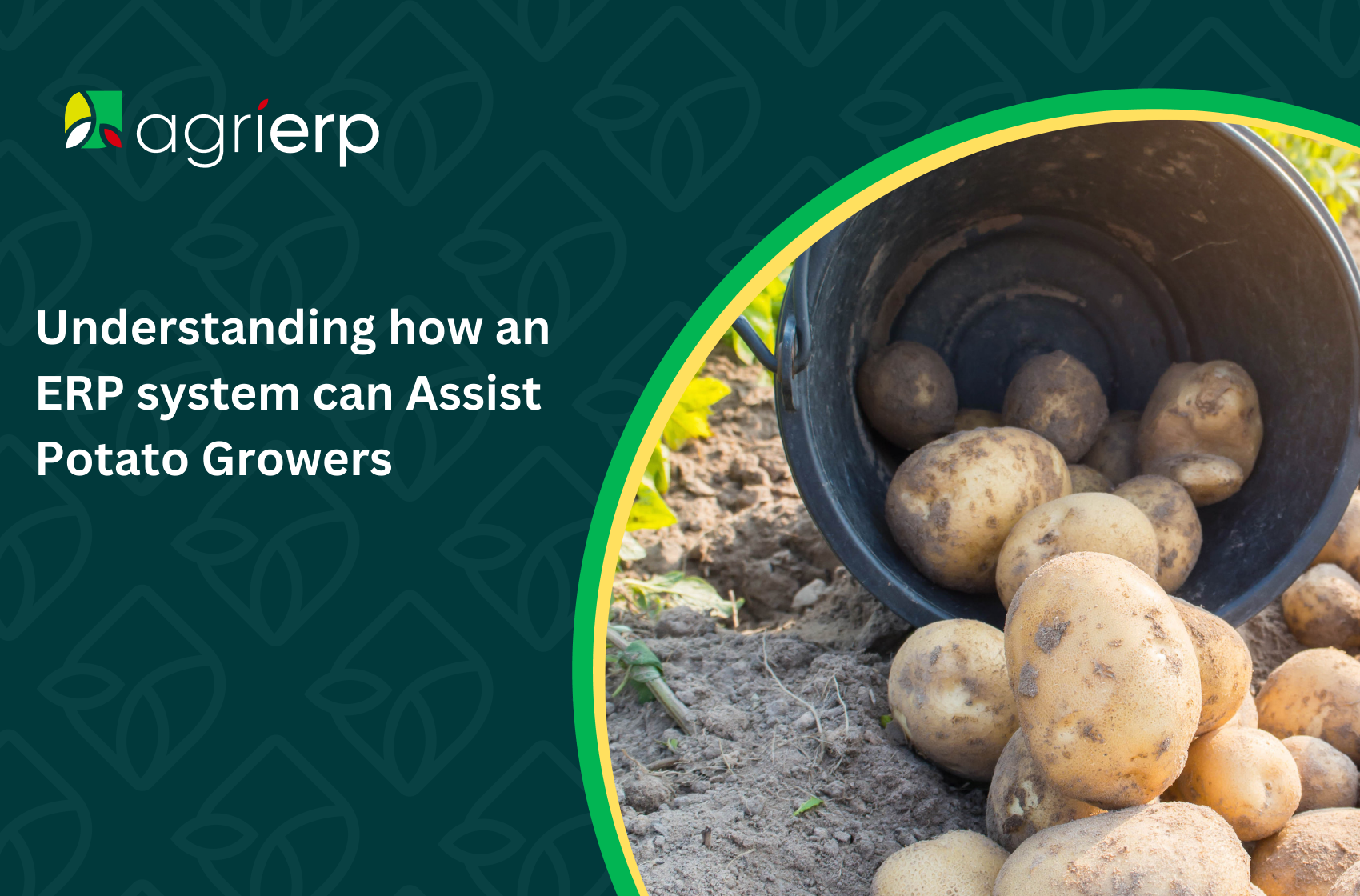 Potato growers