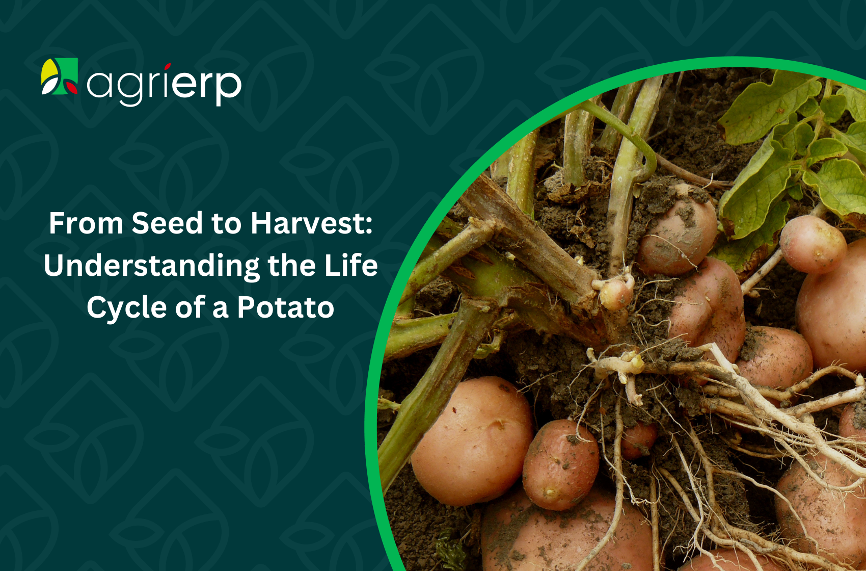 Potato farming