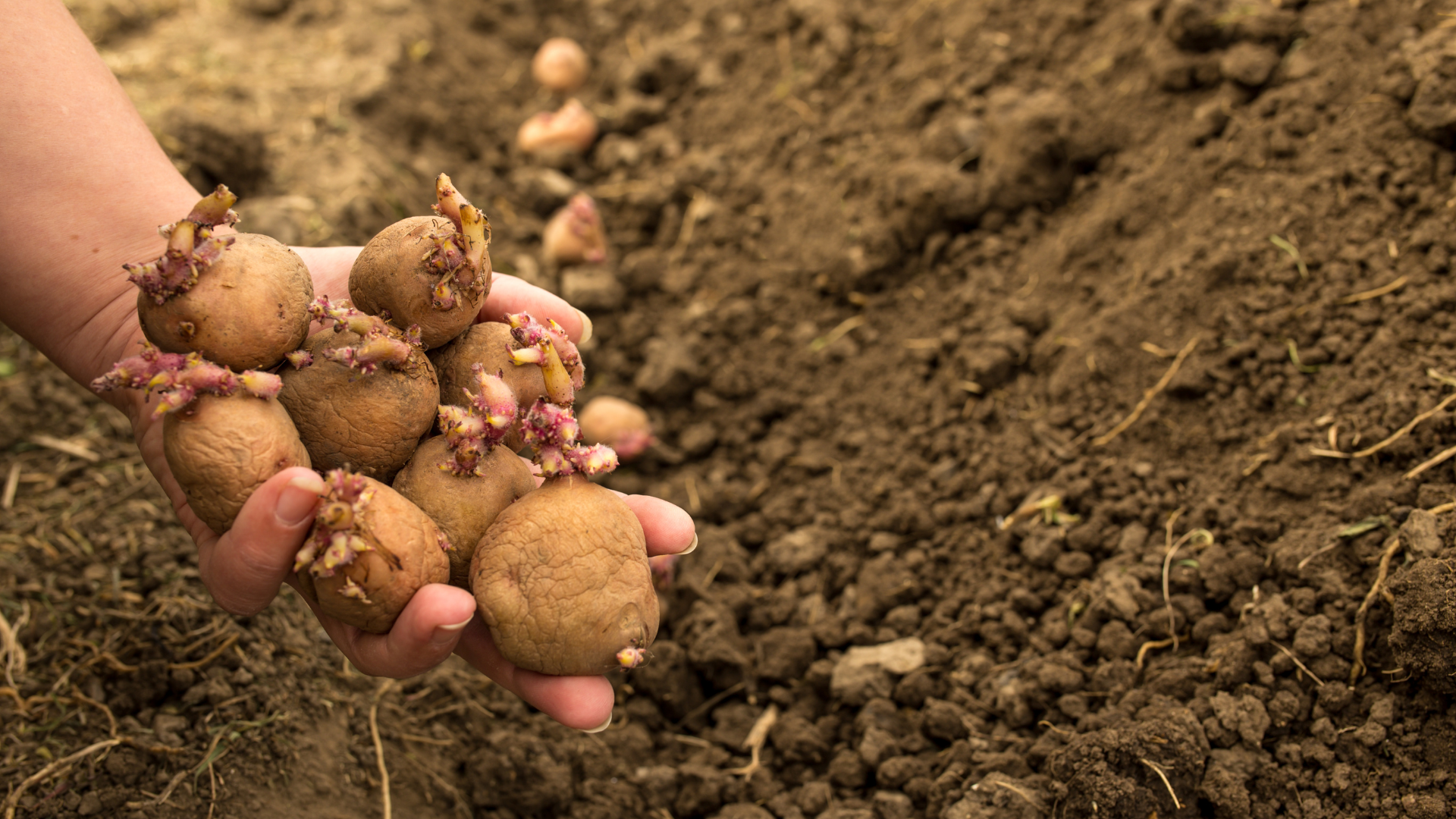 potato farming