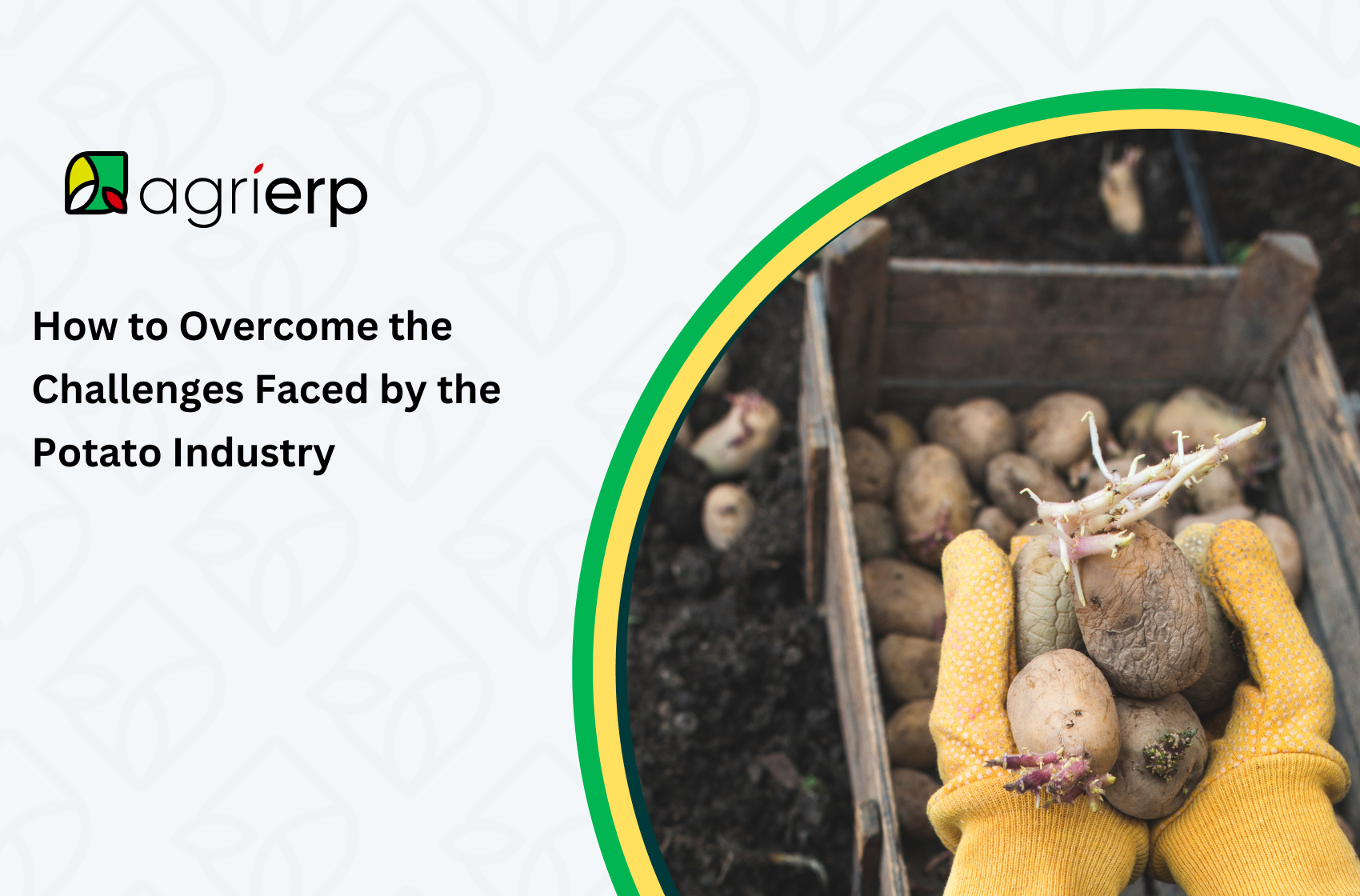 Potato farming