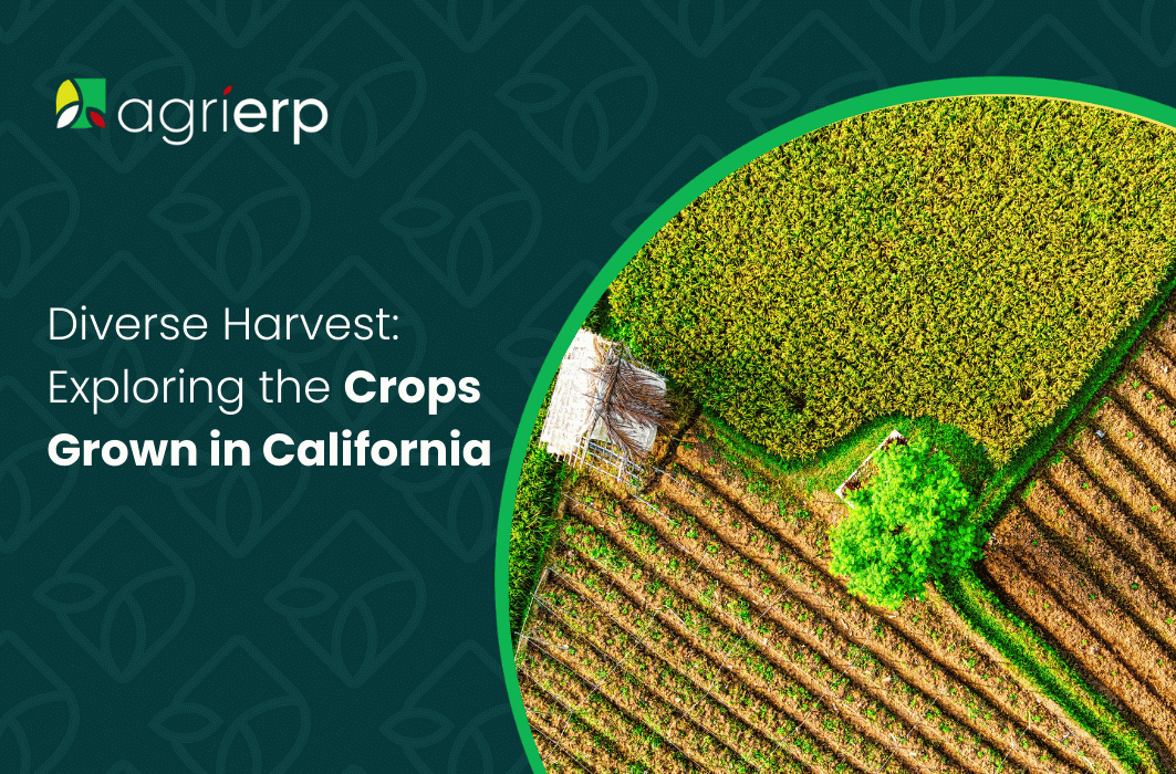 Diverse-Harvest_-Exploring-the-Crops-Grown-in-California