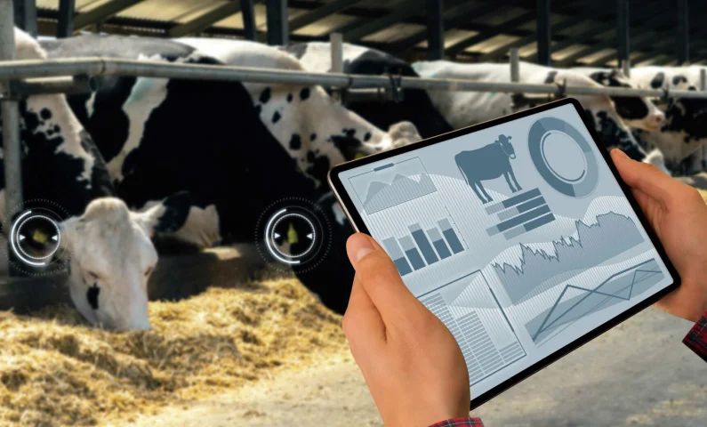 Breeding and calving management