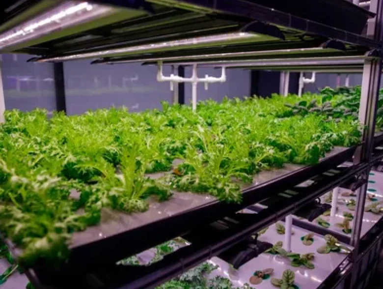 Indoor Vertical Farms