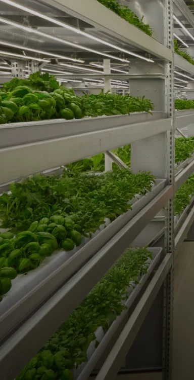 Indoor Vertical Farms