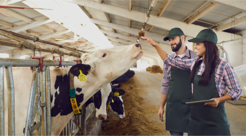 Livestock Managemet Software