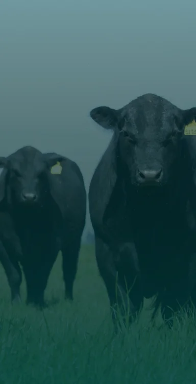 Livestock Farms