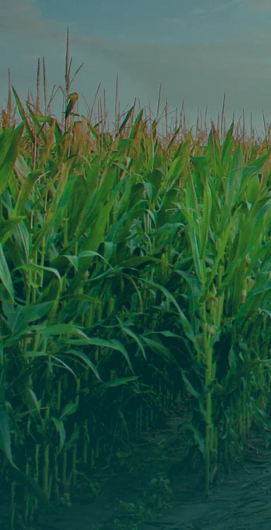Row Crop Farms