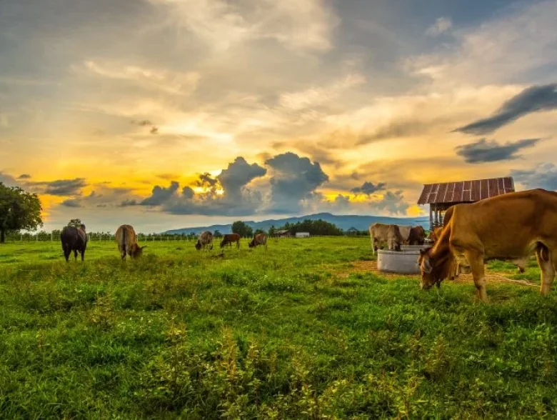 Livestock Farms