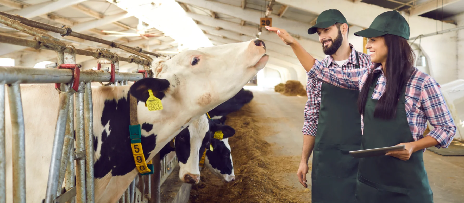Livestock