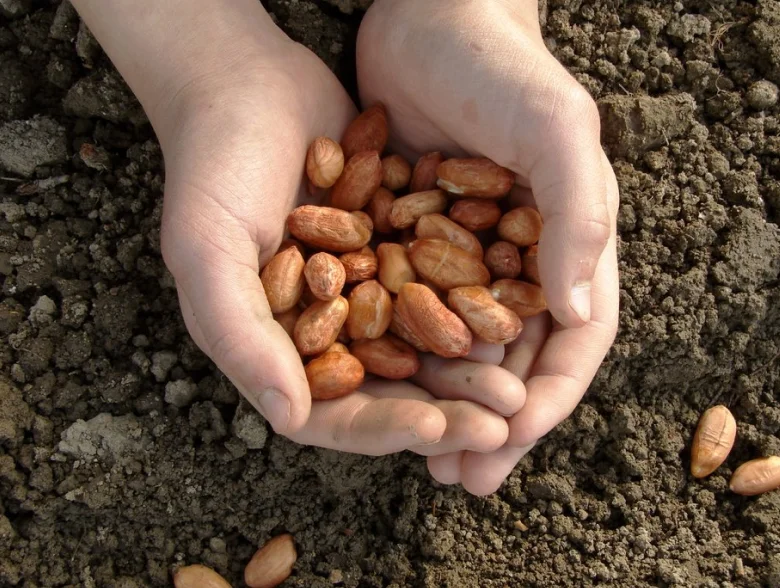 Nut and Citrus Farms