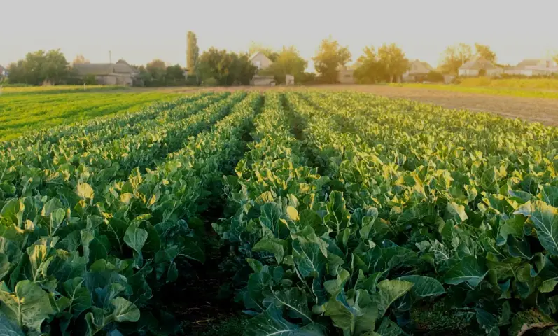 Post Harvest Management