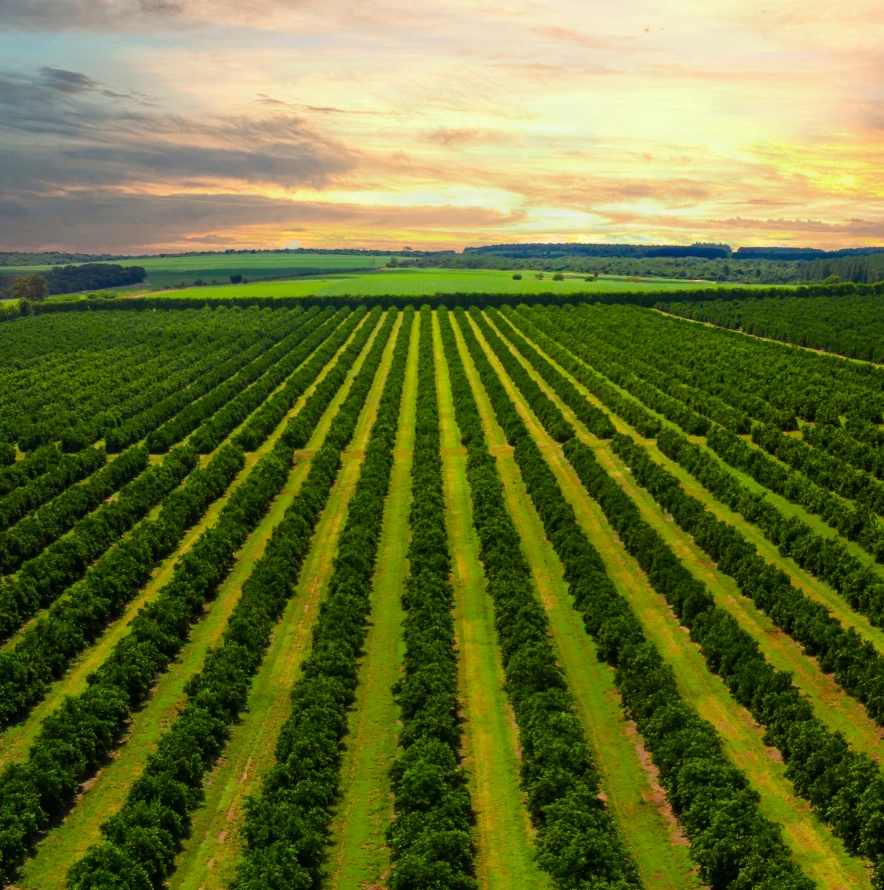 Rombola Family Farms