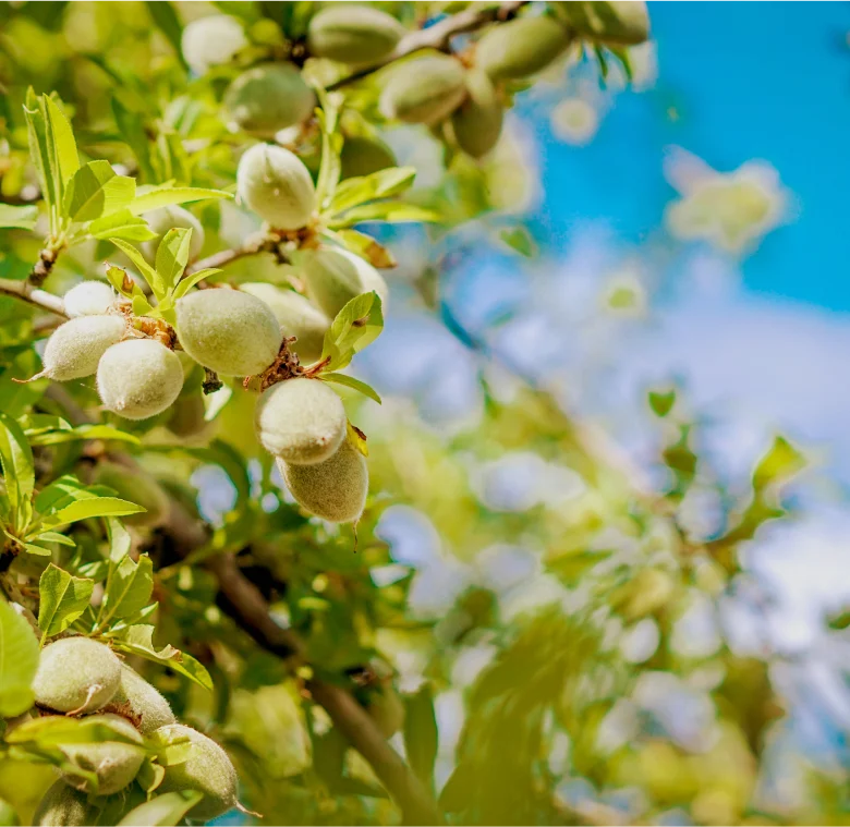 Almond-Grower-Management.webp