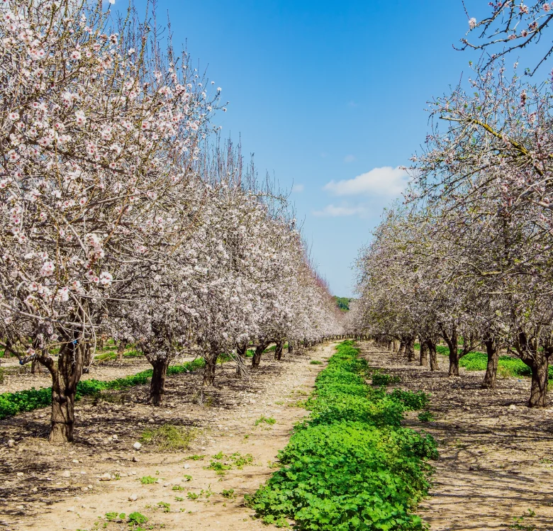 Almond-Growers.webp