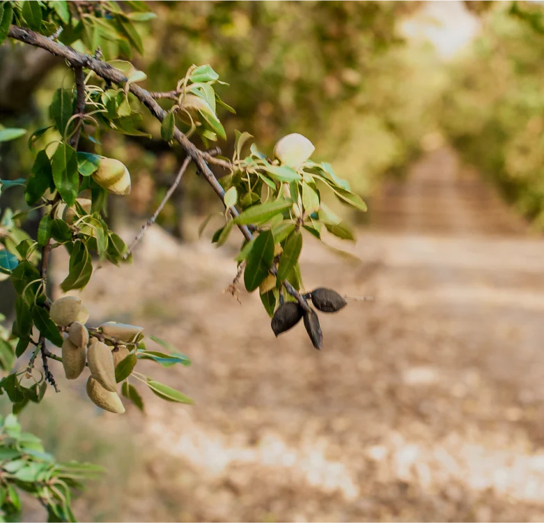 Almond-Handlers.webp