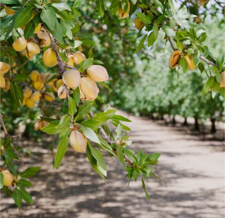 Almond-Processor_UPDATED.webp