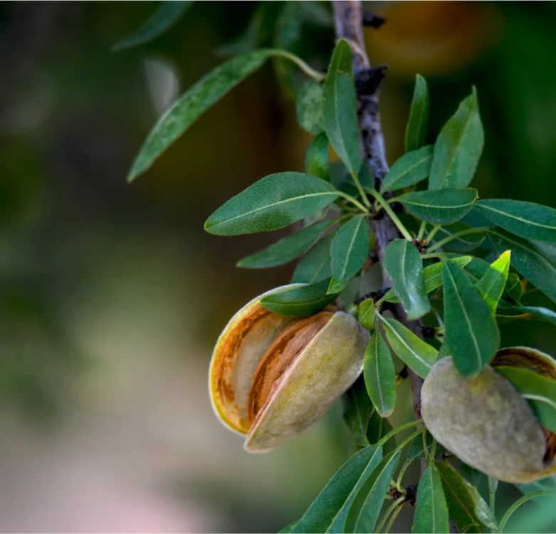 Almond-Processors.webp