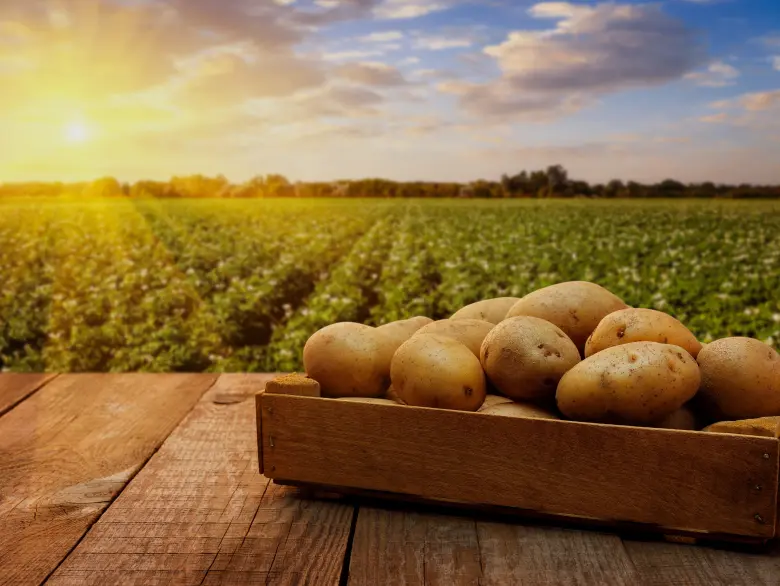 potato-farm-shipping-packing-img